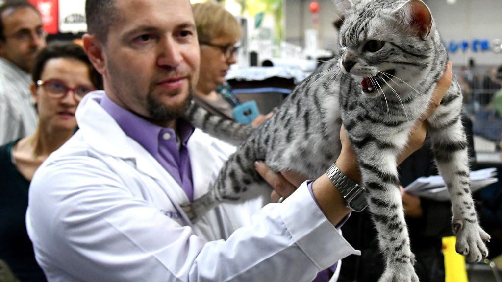 &nbsp; Gatti in mostra al &quot;Supercat Show 2017&quot; di Roma. Razza: Gatto Egiziano