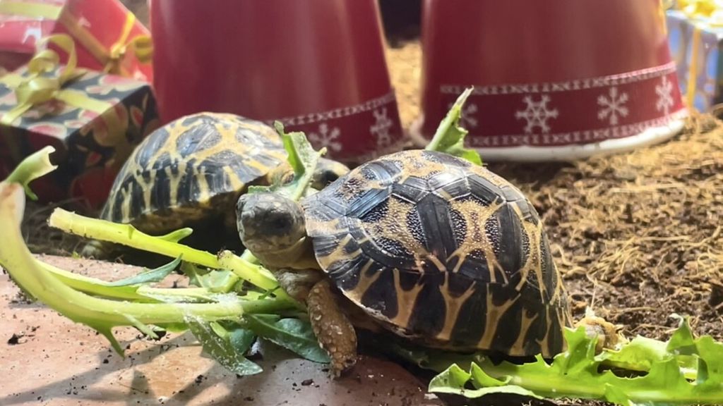 Al Parco Natura Viva si schiudono tre meravigliose testuggini stellari