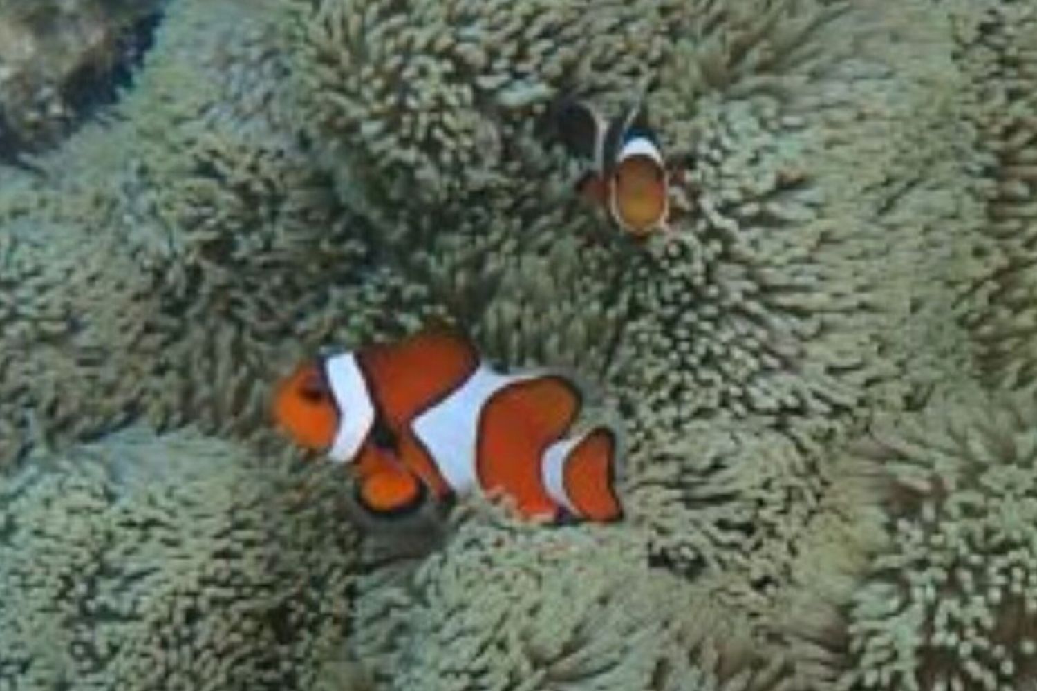 Pesce pagliaccio pagliaccio (Amphiprion ocellaris) fotografato in natura