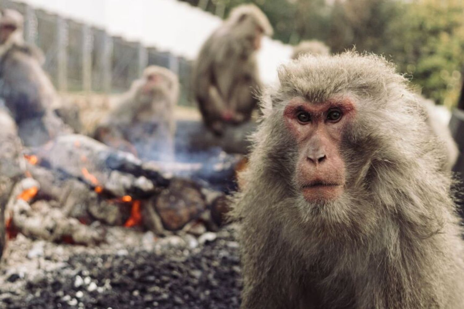 Una scimmia di macaco