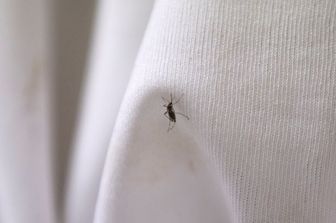Una zanzara