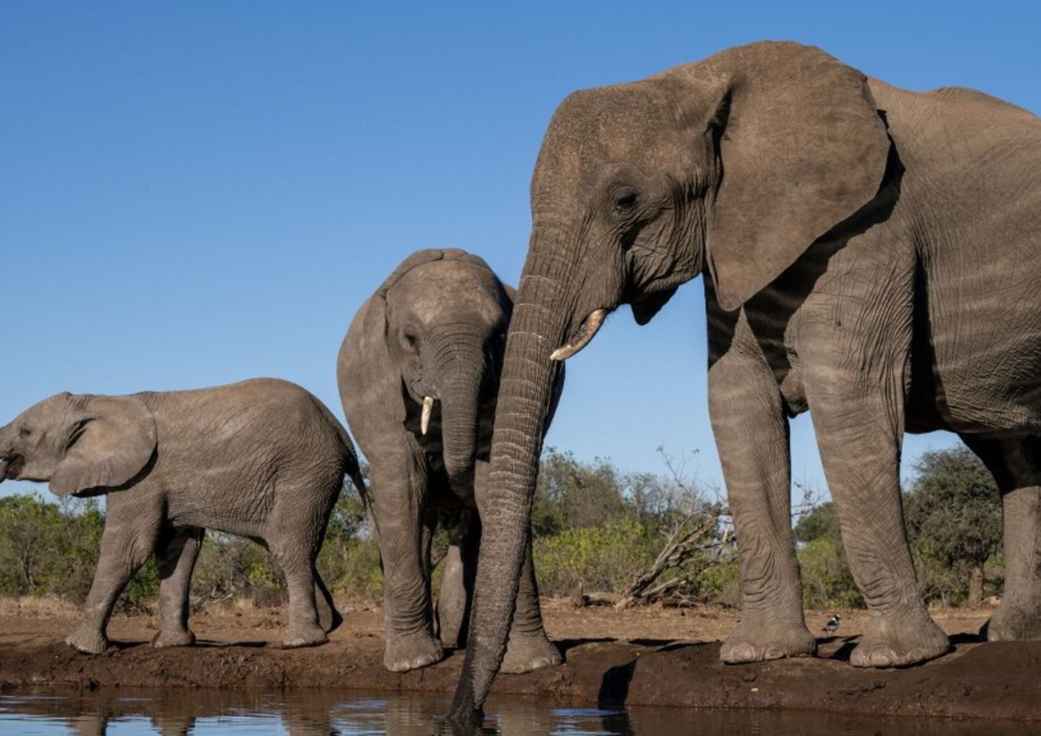 Elefanti in Botswana