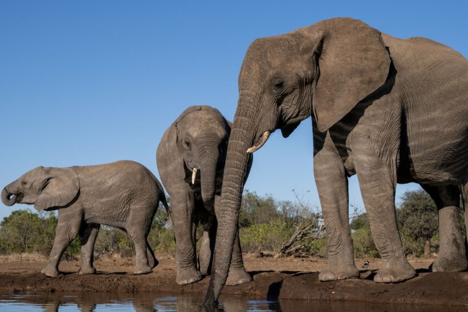 Elefanti in Botswana