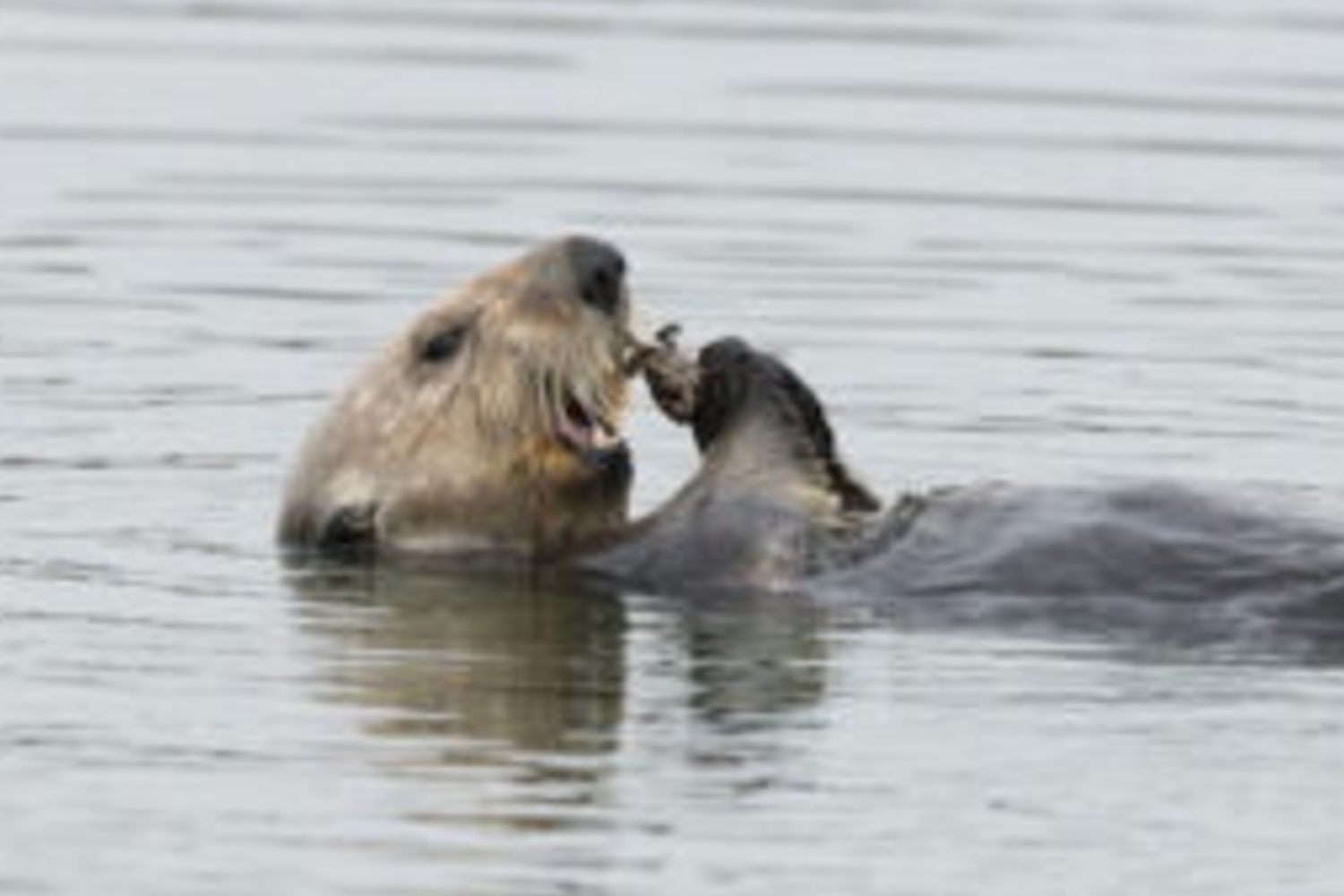 Una lontra marina nelle acque di estuario di Elkhorn Slough, Baia di Monterey, California, Stati Uniti