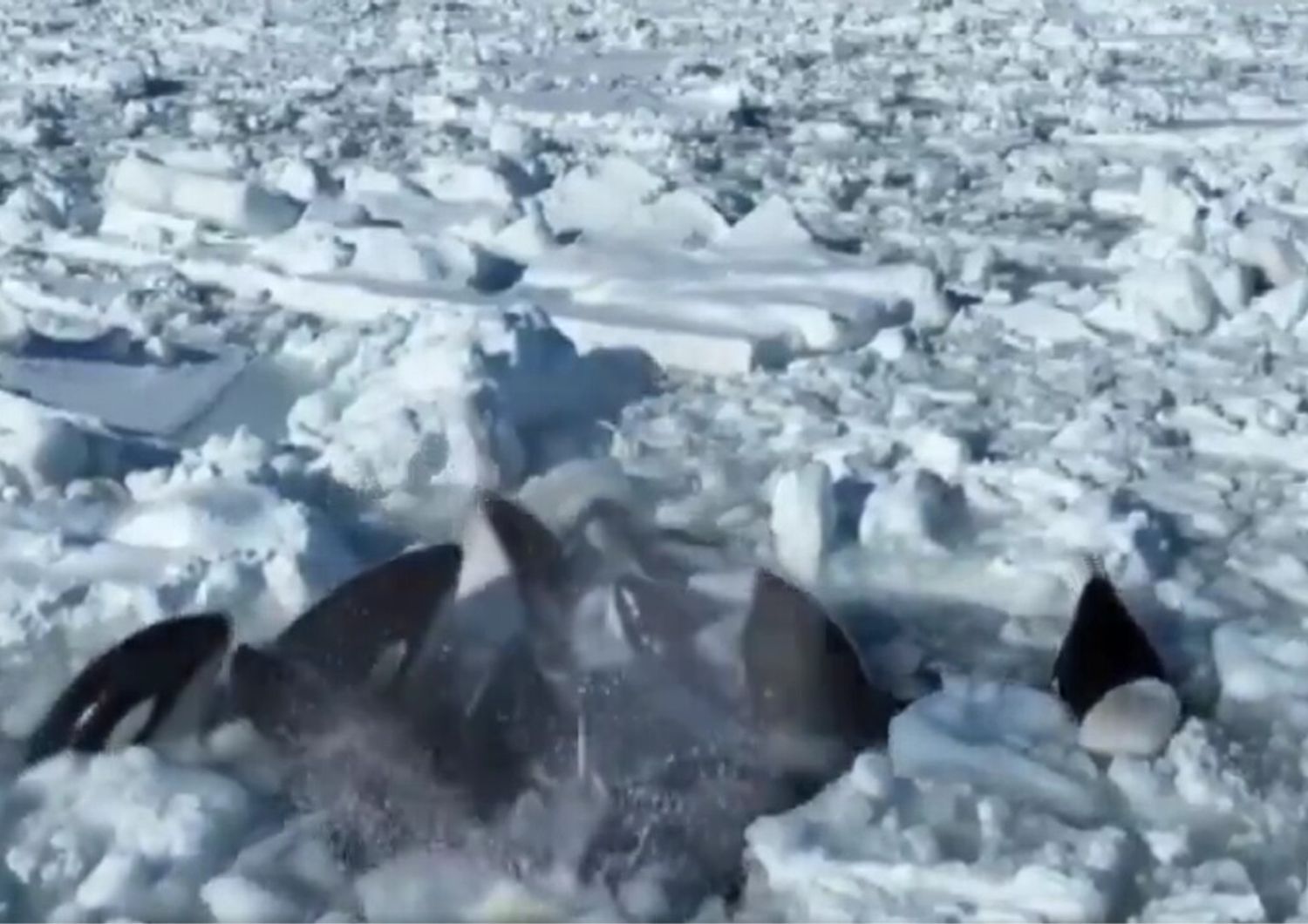 Branco di orche intrappolate nel ghiaccio