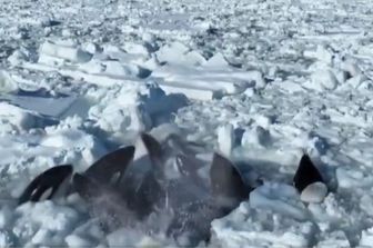 Branco di orche intrappolate nel ghiaccio
