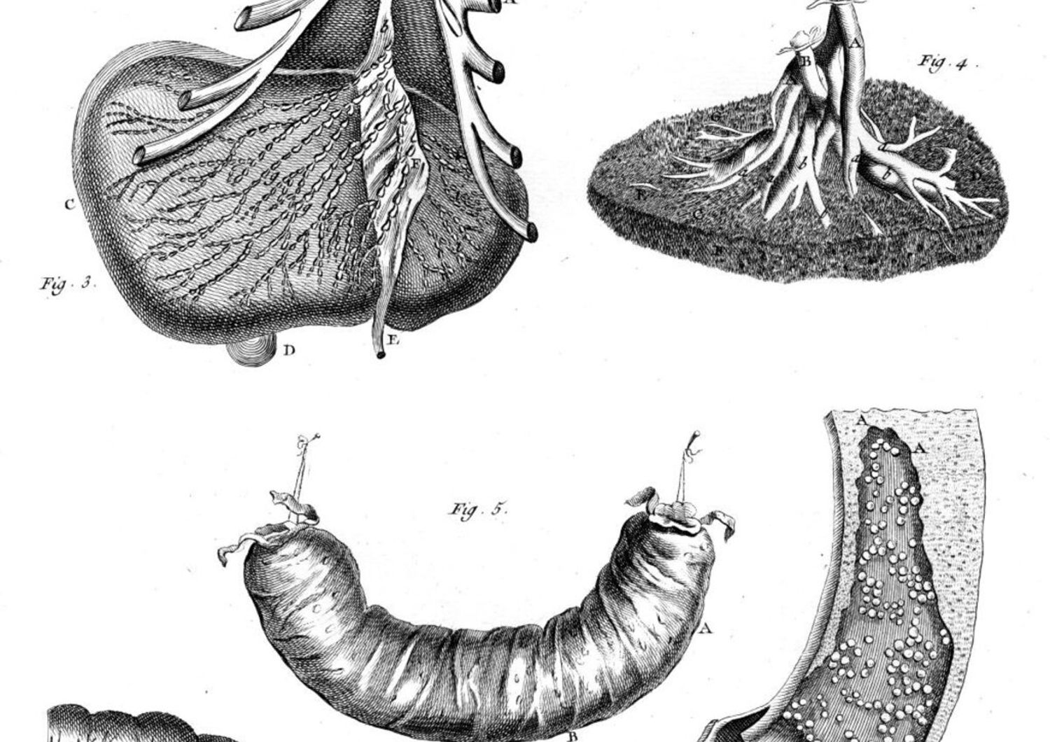 Anatomia dello stomaco, del fegato, del pancreas, della milza e dell'intestino nel 1760
