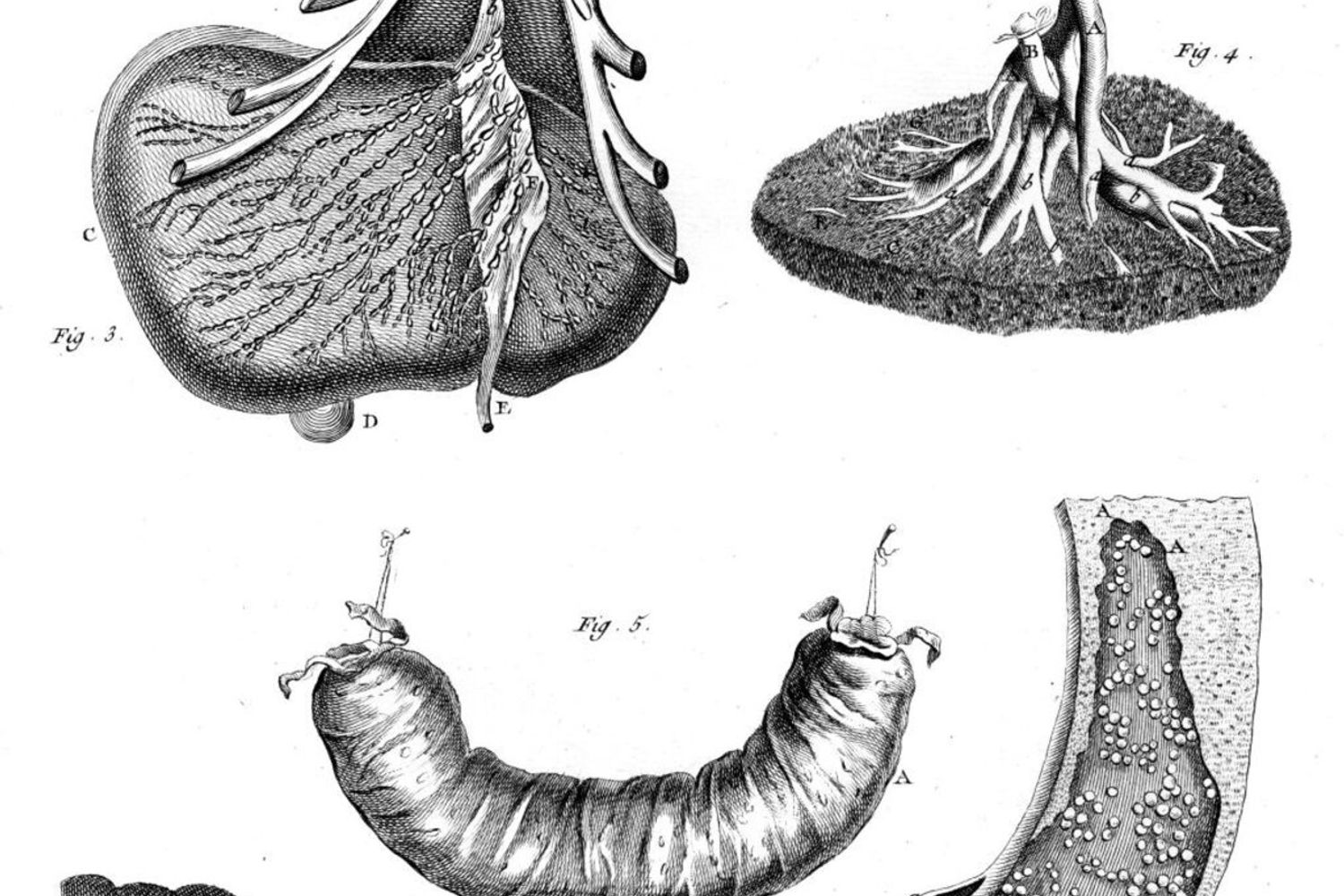 Anatomia dello stomaco, del fegato, del pancreas, della milza e dell'intestino nel 1760