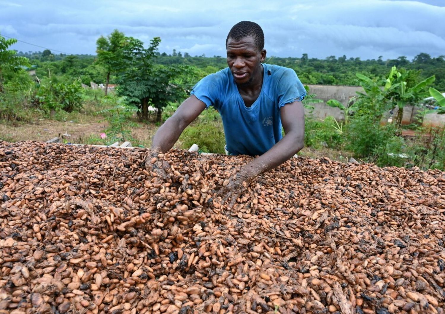 Coltivatore di Cacao, Costa d'Avorio