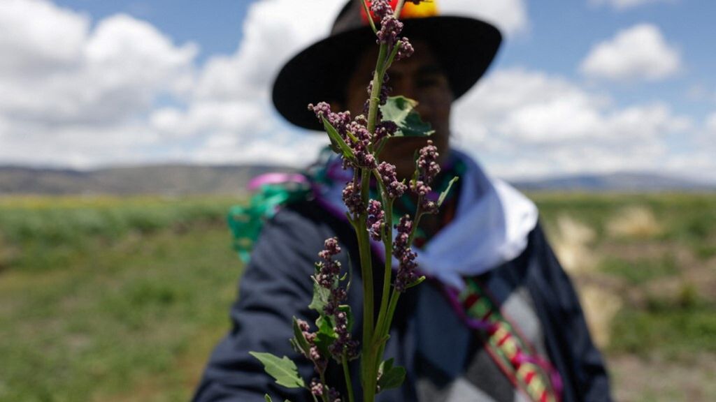 Una pianta di quinoa cresciuta con la tecnica del Waru Waru