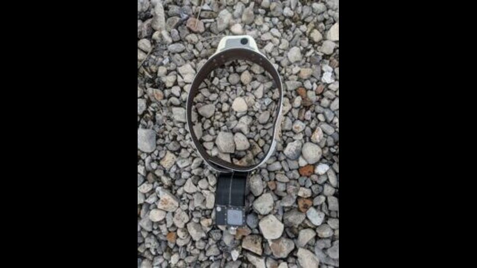 Collare per fotocamera