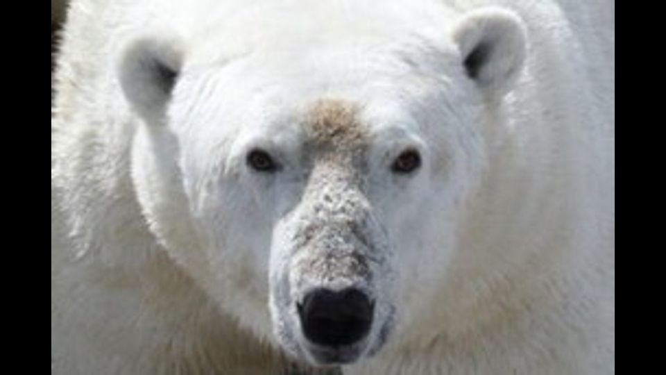 Orso polare a terra nella regione occidentale della Baia di Hudson