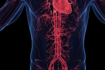 Sistema cardio-circolatorio