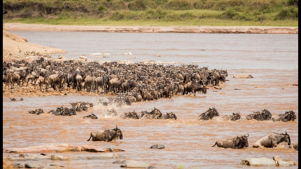 Gli gnu migratori attraversano il fiume Mara nel nord della Tanzania