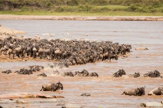 Gli gnu migratori attraversano il fiume Mara nel nord della Tanzania