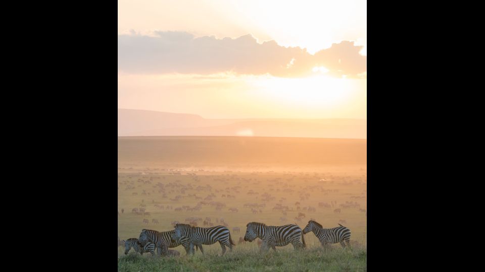 Le zebre, che preferiscono l'erba più alta, sono costrette ad allontanarsi dalle fitte mandrie di gnu in migrazione che pascolano l'erba al di sotto dell'altezza di alimentazione ottimale della zebra