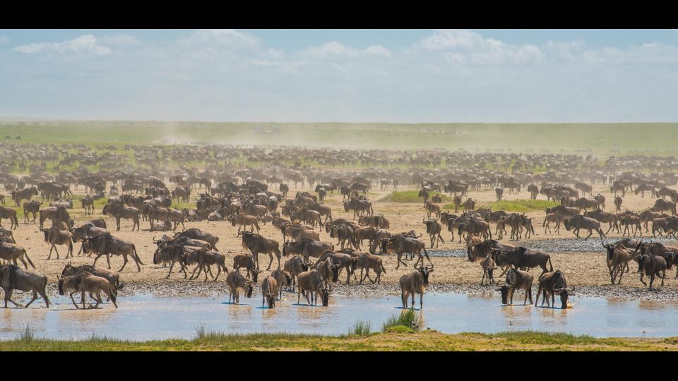 Gli gnu migratori bevono acqua nel Parco Nazionale del serengeti