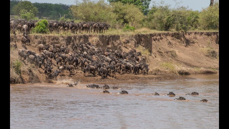Gli gnu migratori attraversano il fiume Mara nel nord della Tanzania
