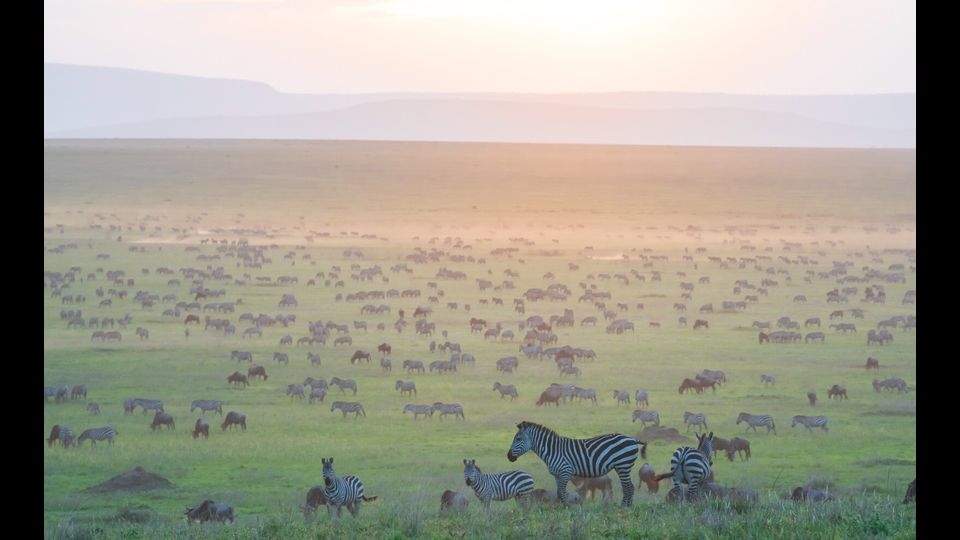 Il pascolo delle zebre migratorie e degli gnu può modificare lo stato erboso su vaste aree