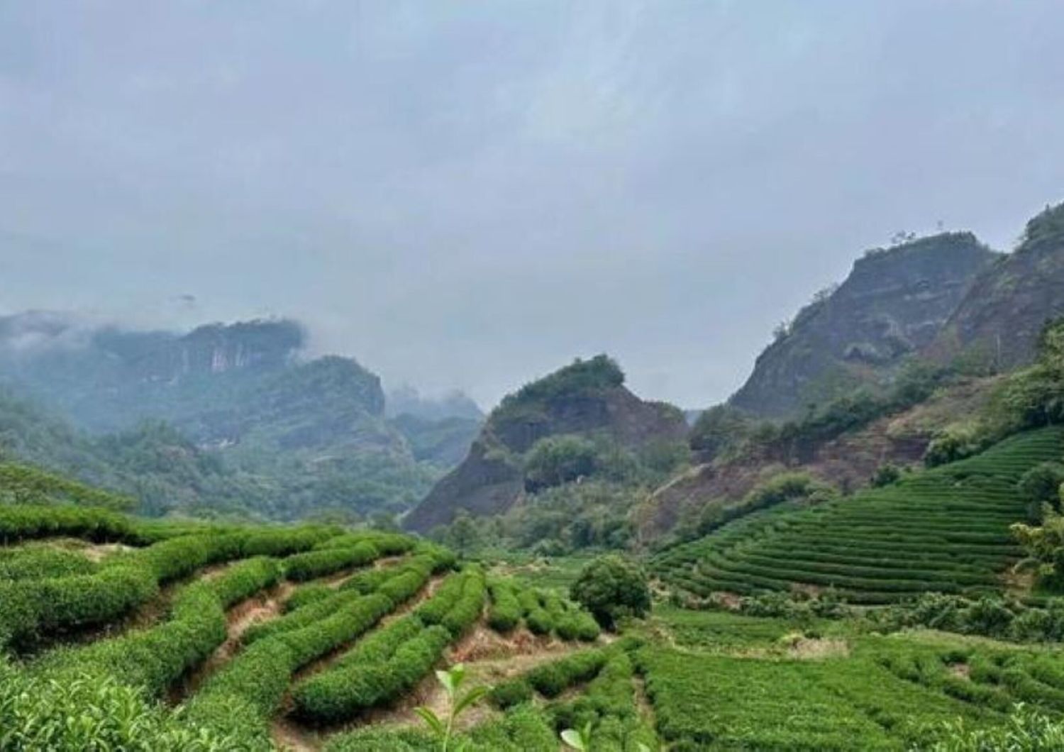 La montagna del tè a Wuyishan, nel Fujian, in Cina