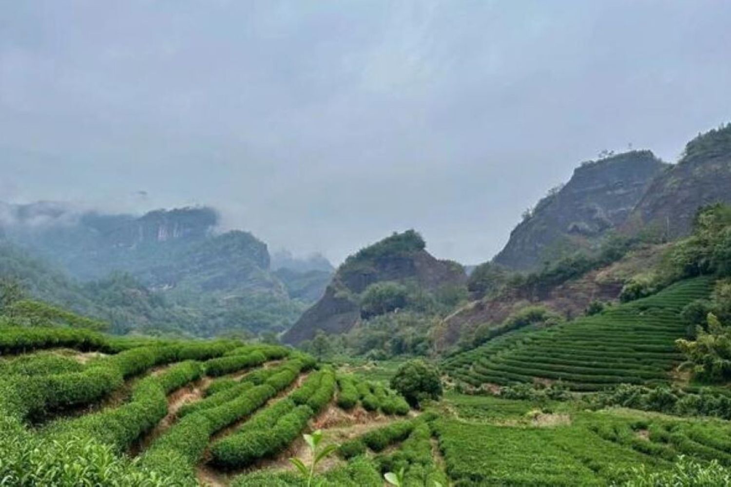 La montagna del tè a Wuyishan, nel Fujian, in Cina