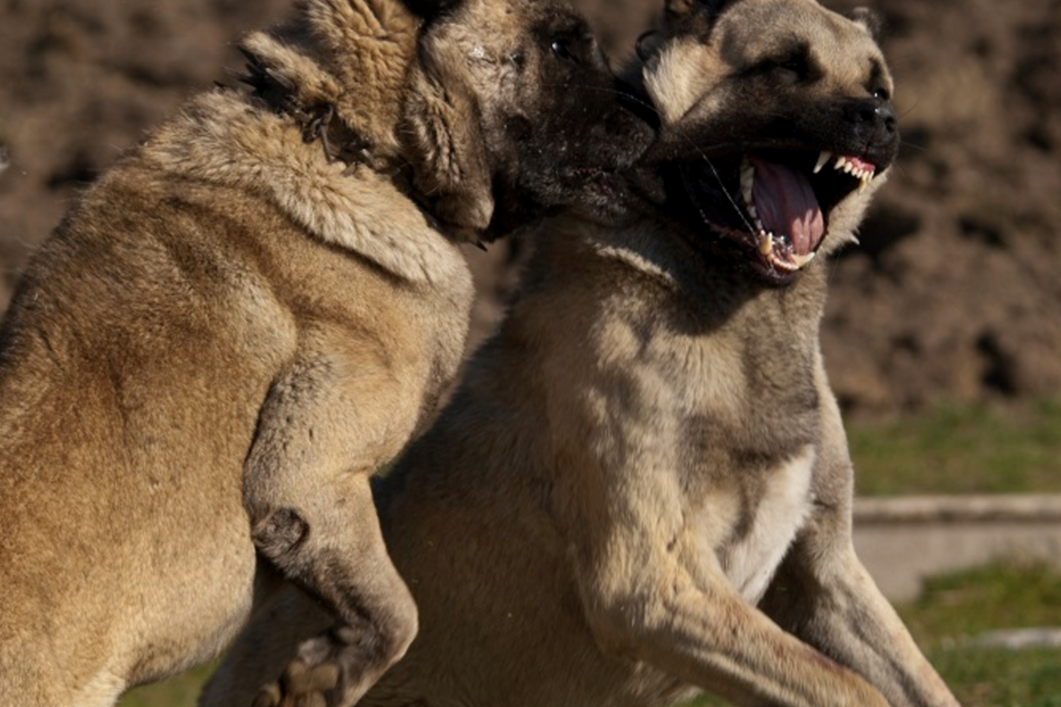 &nbsp;Un combattimento tra cani