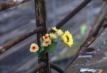 Fucecchio, trappole per uccelli nel giardino di casa: ritrovati 350  volatili, interviene la polizia