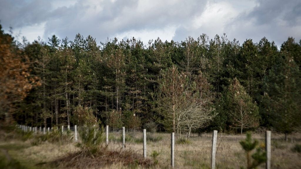 I pini di Moisson (circa 70 km a ovest di Parigi) dove nidifica il bruco di processionaria
