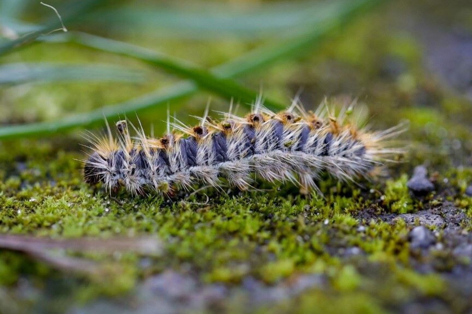 Un bruco di processionaria del pino a Moisson (circa 70 km a ovest di Parigi)