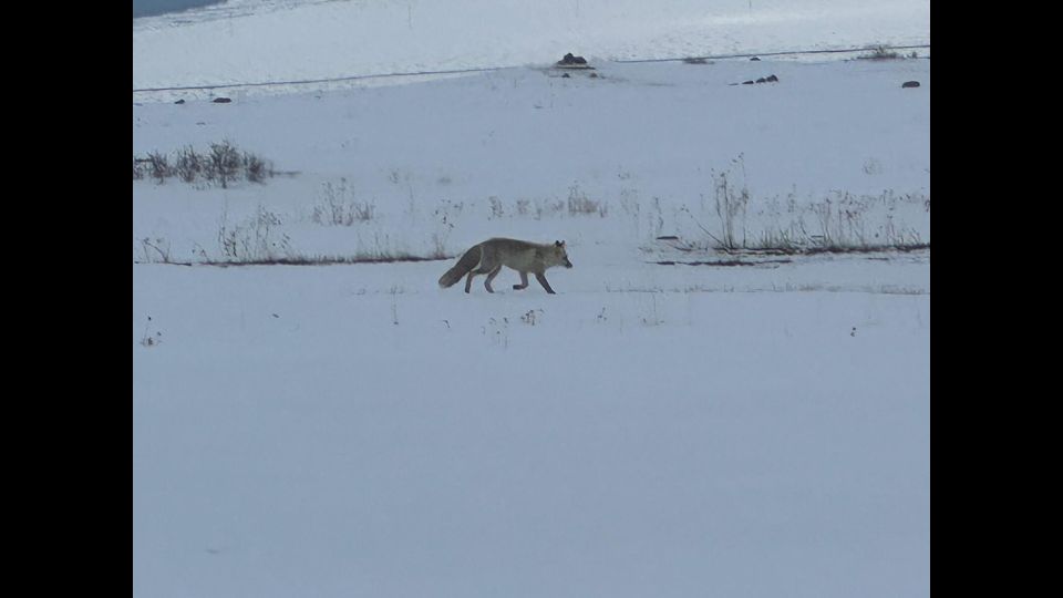 Lago Cildir, situato a circa 2000 metri non lontano da Kars, ghiacchiatp d’inverno, d’autunno e’ meta di birdwatcher di tutto il mondo