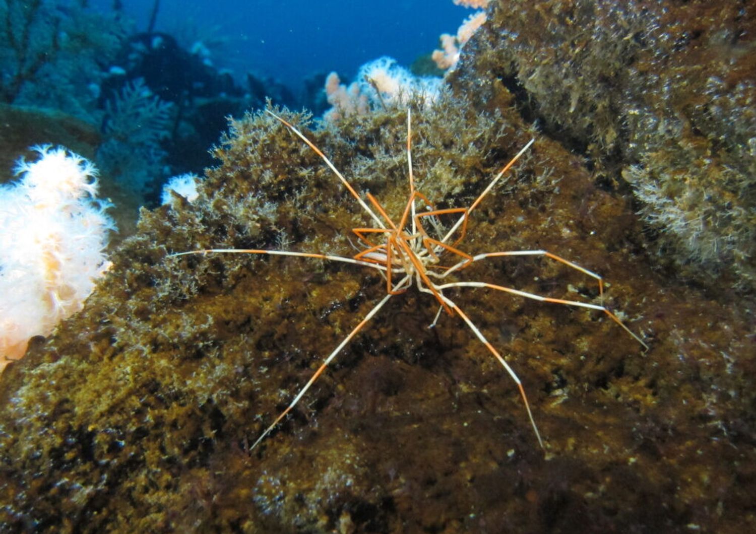 svelato mistero accoppiamento ragni marini giranti antartide