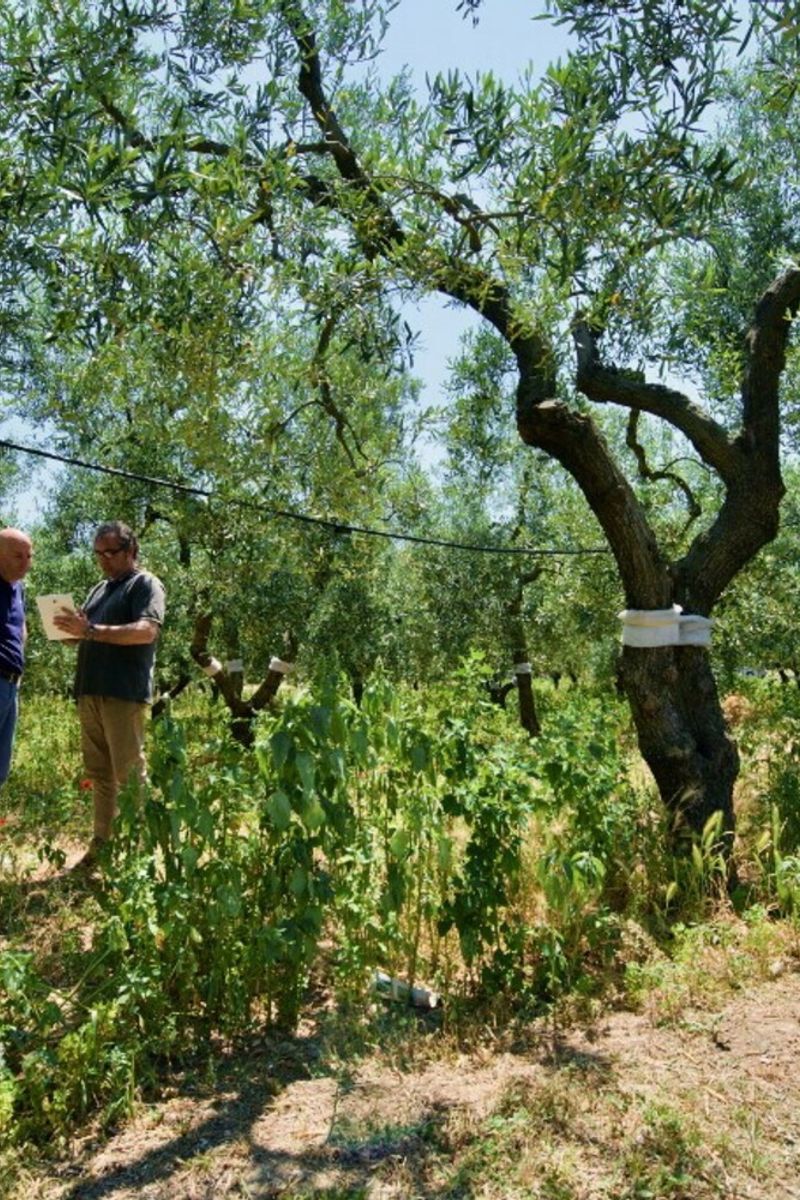 Alberi infettati dalla Xylella