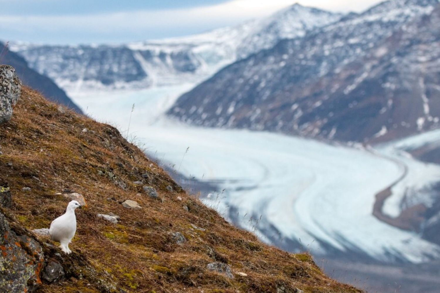 Effetti del cambiamento climatico sull’Artico