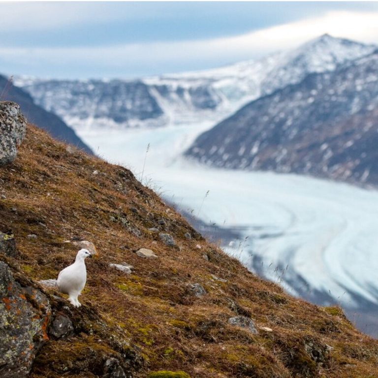 Effetti del cambiamento climatico sull’Artico