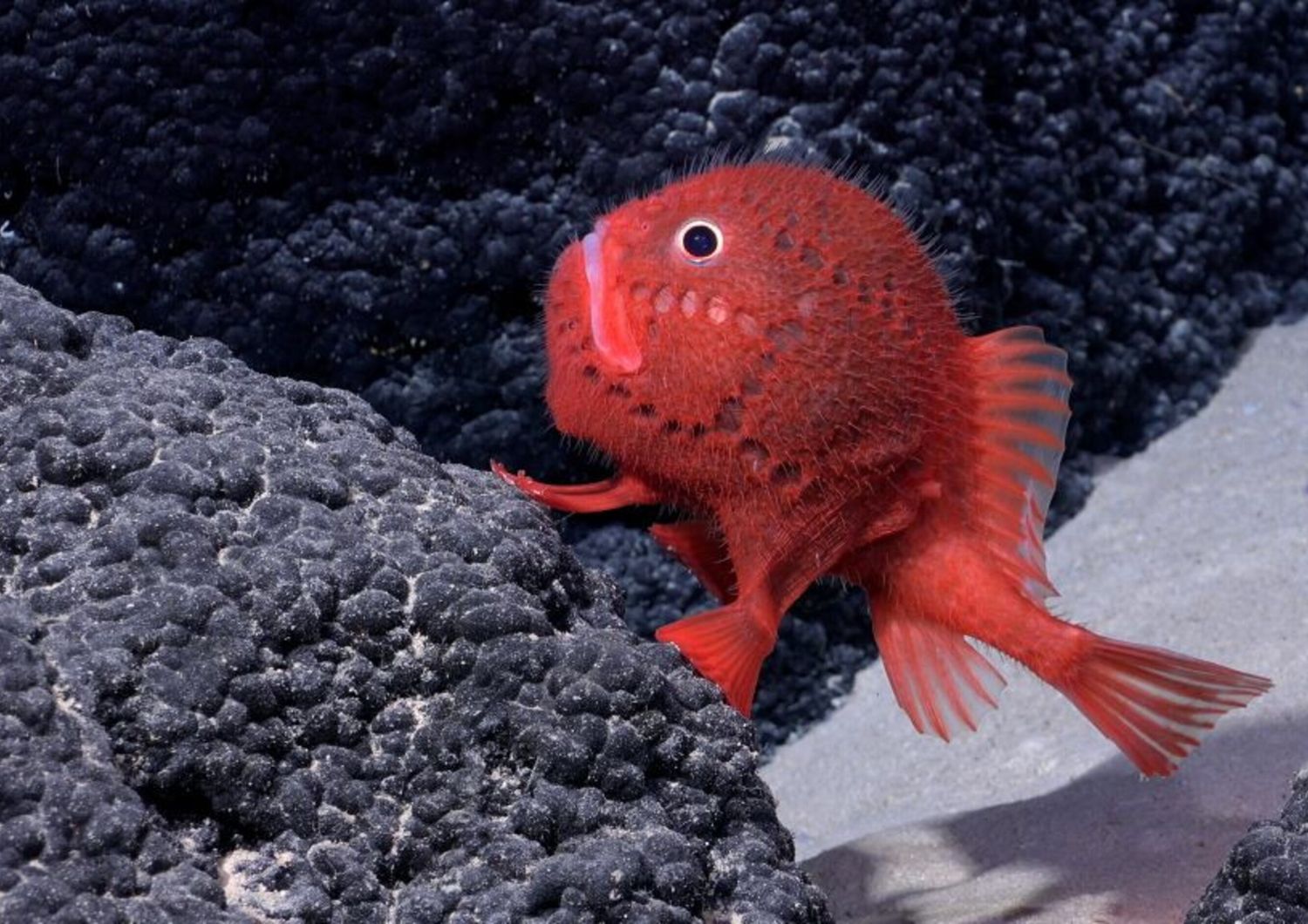 Un Chaunax (un genere di pesce osseo della famiglia dei rospi marini Chaunacidae) è visibile a 1388,65 metri di profondità sul Seamount SF2, all'interno del Parco Marino Nazca-Desventuradas