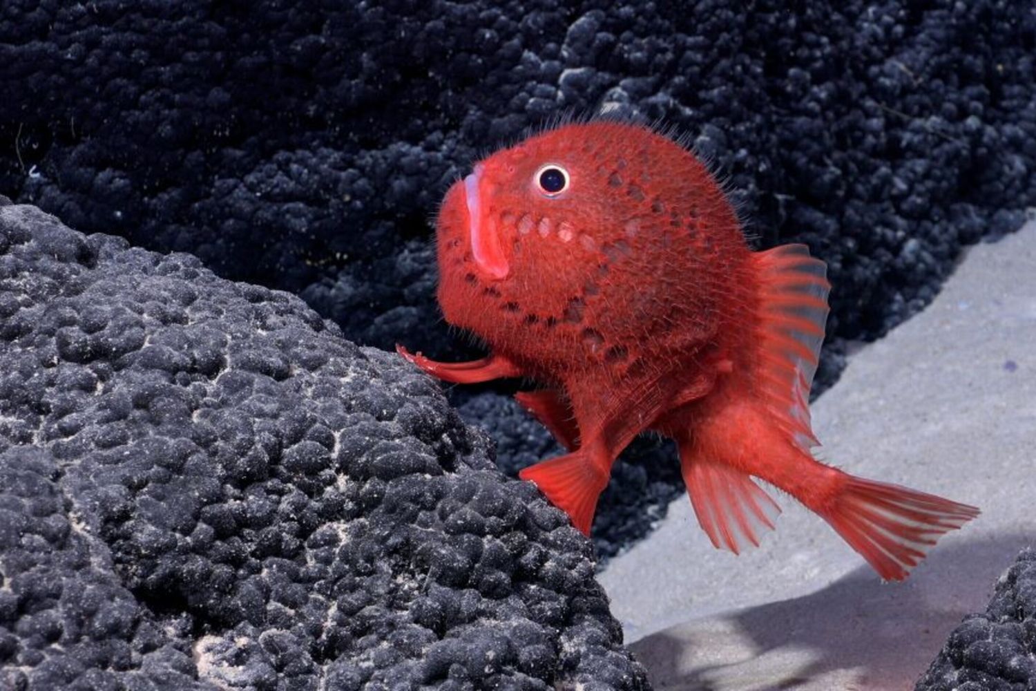 Un Chaunax (un genere di pesce osseo della famiglia dei rospi marini Chaunacidae) è visibile a 1388,65 metri di profondità sul Seamount SF2, all'interno del Parco Marino Nazca-Desventuradas