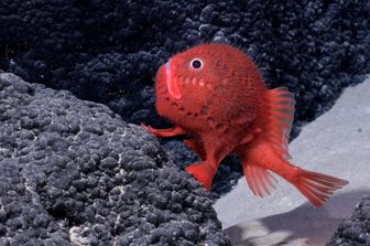 Un Chaunax (un genere di pesce osseo della famiglia dei rospi marini Chaunacidae) è visibile a 1388,65 metri di profondità sul Seamount SF2, all'interno del Parco Marino Nazca-Desventuradas