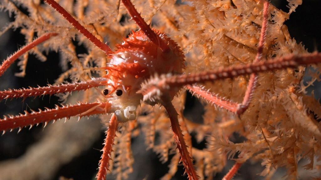 Un'aragosta di tipo "squat" documentata nel corallo a 669 metri di profondità sul Seamount JF2