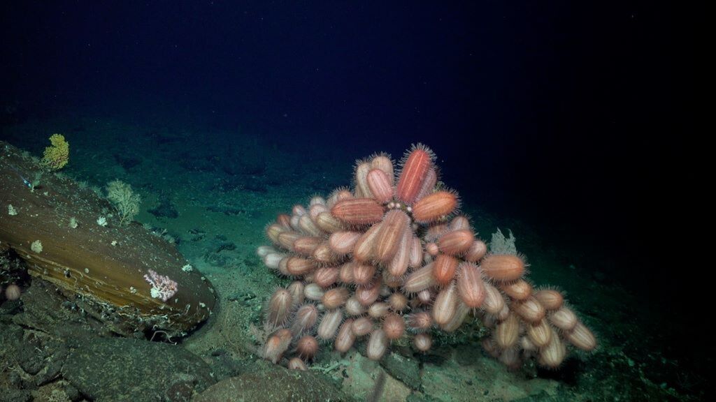 Ricci Dermechinus oblunghi documentati a 516 metri di profondità sul Seamount JF2