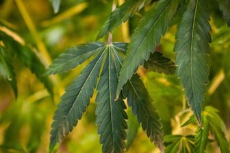 legalizzazione parziale cannabis in germania via libera del bundestag