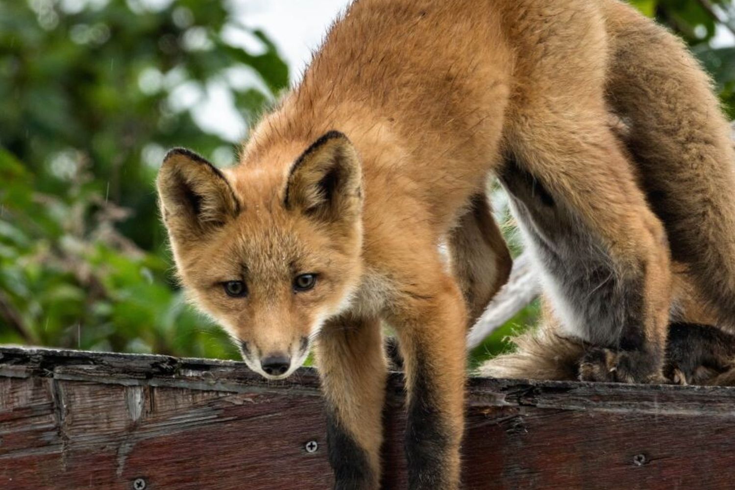 Un esemplare di volpe rossa