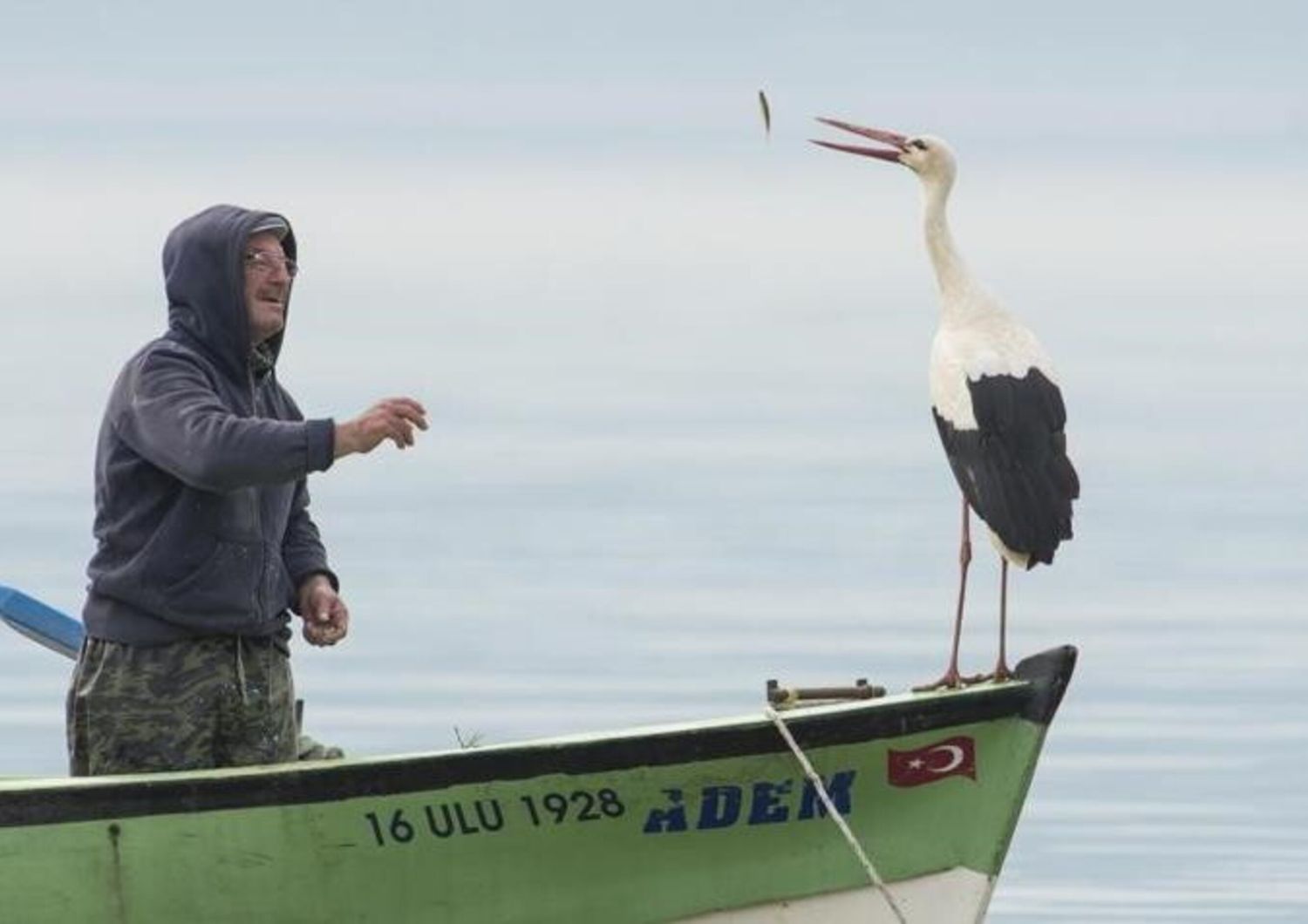 turchia cicogna torna ogni anno pescatore