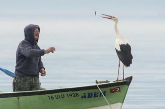 turchia cicogna torna ogni anno pescatore