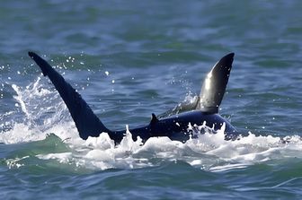 Un'orca sbrana uno squalo