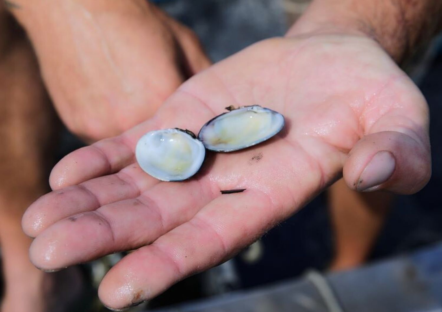 chef condannato per vongole contaminate in pranzo di nozze