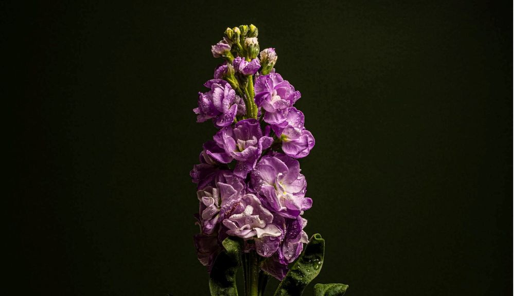 'Naturaleza', la bellezza di piante e fiori esaltata dagli scatti di Francesca Romano