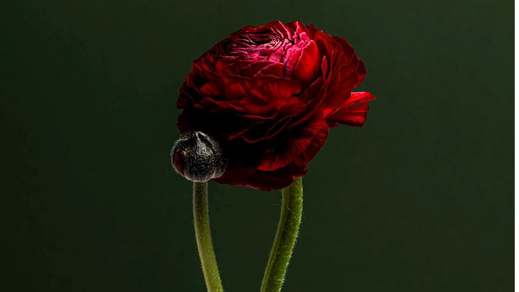 'Naturaleza', la bellezza di piante e fiori esaltata dagli scatti di Francesca Romano