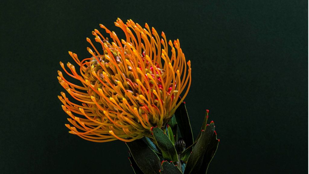 'Naturaleza', la bellezza di piante e fiori esaltata dagli scatti di Francesca Romano