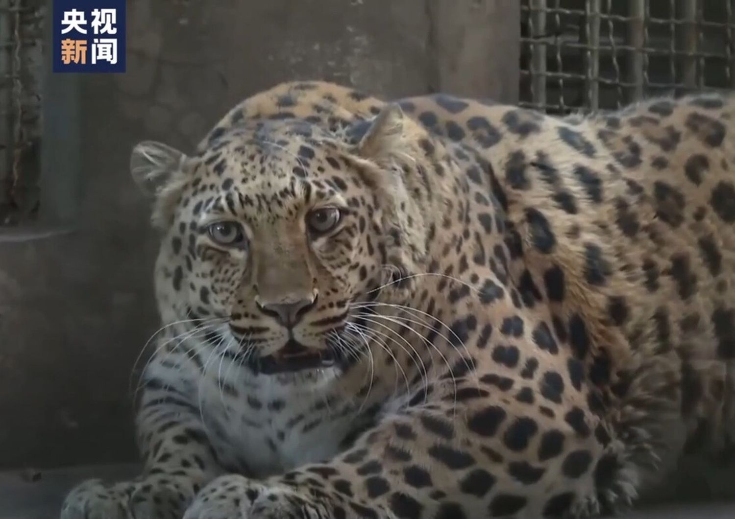cina zoo mette a dieta leopardo grasso