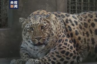 cina zoo mette a dieta leopardo grasso
